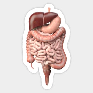Digestive system Sticker